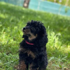 Black & Tan Toy Pudel