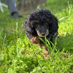 Black & Tan Toy Pudel