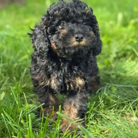 Black & Tan Toy Pudel