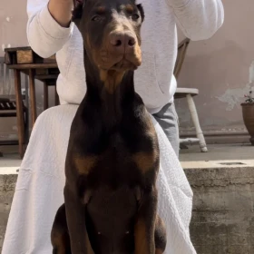 Doberman Szczeniak – samiec