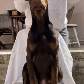 Doberman Szczeniak – samiec
