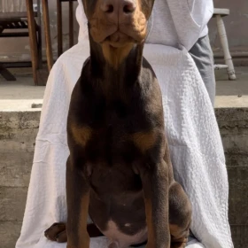 Doberman Szczeniak – samiec