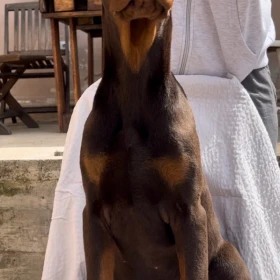 Doberman Szczeniak – samiec