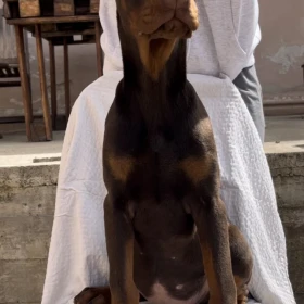 Doberman Szczeniak – samiec