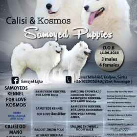 Szczeniak Samoyed
