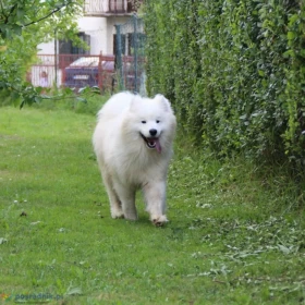 Szczeniak Samoyed
