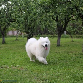 Szczeniak Samoyed