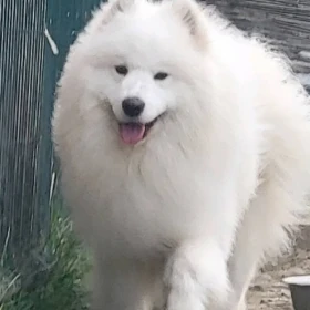 Dorosłe samoyedy i szczenięta na sprzedaż