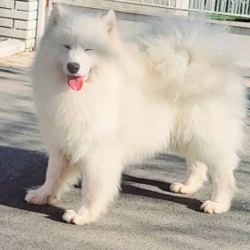 Dorosłe samoyedy i szczenięta na sprzedaż