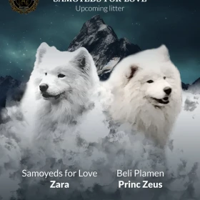 Dorosłe samoyedy i szczenięta na sprzedaż