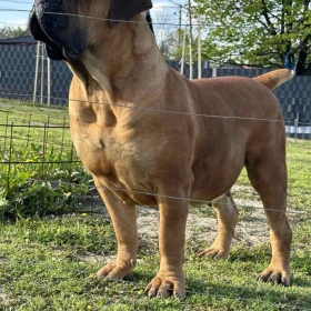 Mastif południowoafrykański – szczenięta Boerboel