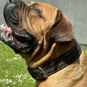 Mastif południowoafrykański – szczenięta Boerboel