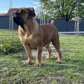 Mastif południowoafrykański – szczenięta Boerboel