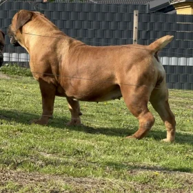 Mastif południowoafrykański – szczenięta Boerboel