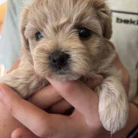 Maltipoo Sunia z Rodowodem