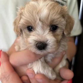Maltipoo Sunia z Rodowodem