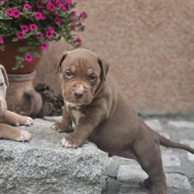 American Bully XL Szczenięta na sprzedaż