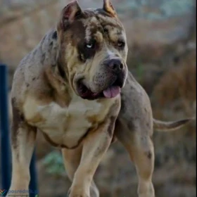 American Bully XL Szczenięta na sprzedaż