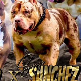 American Bully XL Szczenięta na sprzedaż