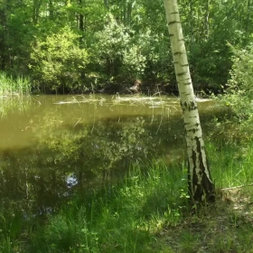 Działka budowlana las, staw, woda, prąd