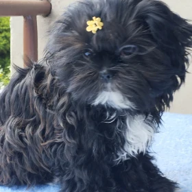 Suczka Shih tzu 