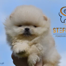 Pomeranian BOO misie, Szczenięta Pomeranian Spitz