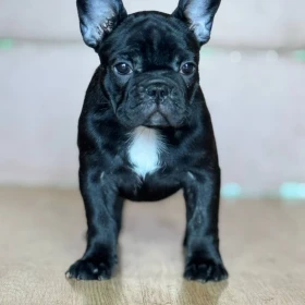 Buldog Francuski – Piękne Szczenięta