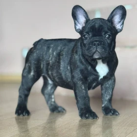 Buldog Francuski – Piękne Szczenięta