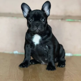 Buldog Francuski – Piękne Szczenięta