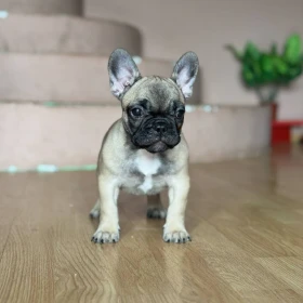 Buldog Francuski – Piękne Szczenięta