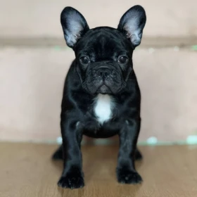 Buldog Francuski – Piękne Szczenięta