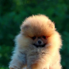 Szczenięta Pomeranian BOO, szczenięta Pomeranian Spitz