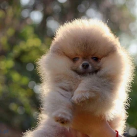 Szczenięta Pomeranian BOO, szczenięta Pomeranian Spitz