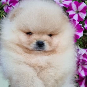 Szczenięta Pomeranian BOO, szczenięta Pomeranian Spitz