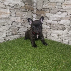 Bulldog Francuski – Piękne Szczenięta