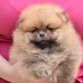 Szczenięta Pomeranian Boo