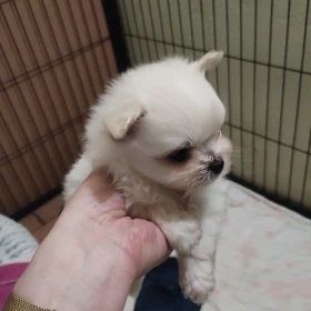 MALTIPOM 