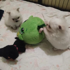 MALTIPOM 