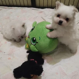 MALTIPOM 