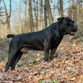 Szczenięta mastifa południowoafrykańskiego – Boerboel