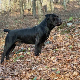 Szczenięta mastifa południowoafrykańskiego – Boerboel