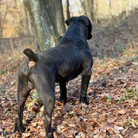 Szczenięta mastifa południowoafrykańskiego – Boerboel