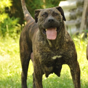 Szczenięta mastifa południowoafrykańskiego – Boerboel