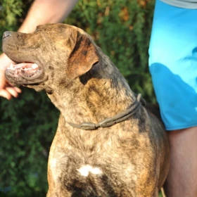 Szczenięta mastifa południowoafrykańskiego – Boerboel