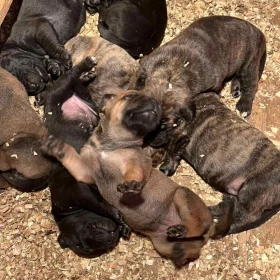 Szczenięta mastifa południowoafrykańskiego – Boerboel