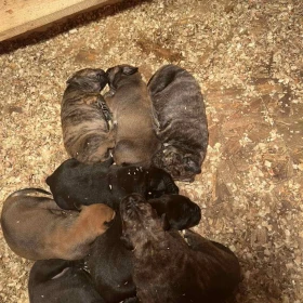 Szczenięta mastifa południowoafrykańskiego – Boerboel