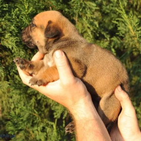 Szczenięta mastifa południowoafrykańskiego – Boerboel
