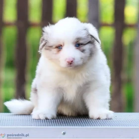 Border Collie Szczenięta