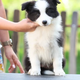 Border Collie Szczenięta
