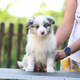 Border Collie Szczenięta